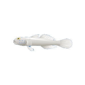 Albino Goby